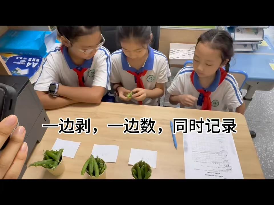 学生剥豆计数并同步记录的实验视频画面